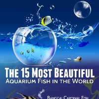 The 15 Most Beautiful Aquarium Fish In The World (Infographic)