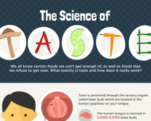 The Science of Taste (Infographic)