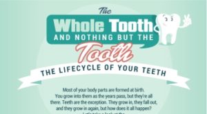 The Whole Tooth and Nothing But the Tooth: The Lifecycle of Your Teeth