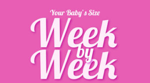 Your Baby’s Size Week by Week