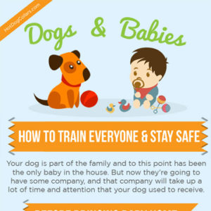 Dogs & Babies: How to Train Everyone & Stay Safe