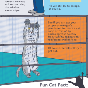 How to Create Feline Friendly Apartment?