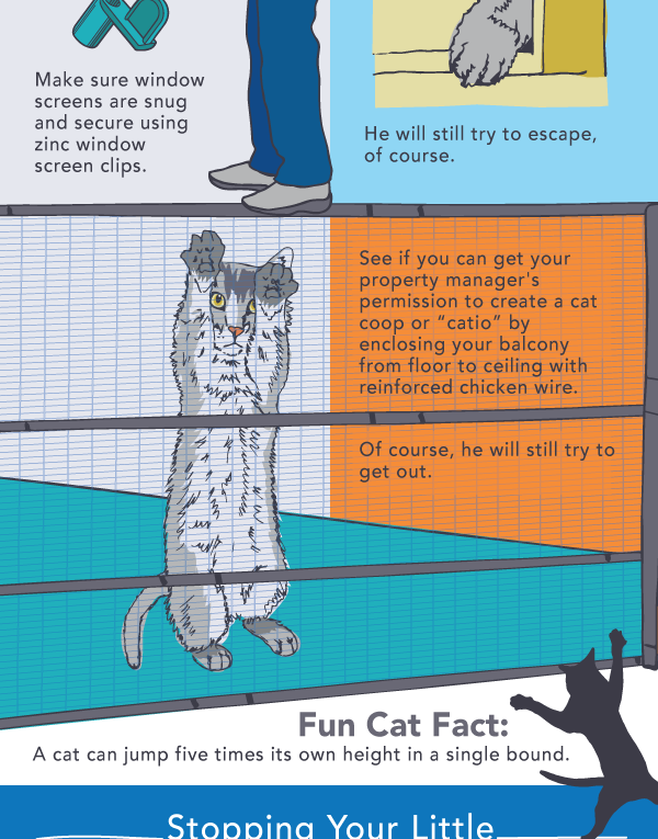 How to Create Feline Friendly Apartment?