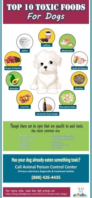 Top 10 Toxic Foods for Dogs