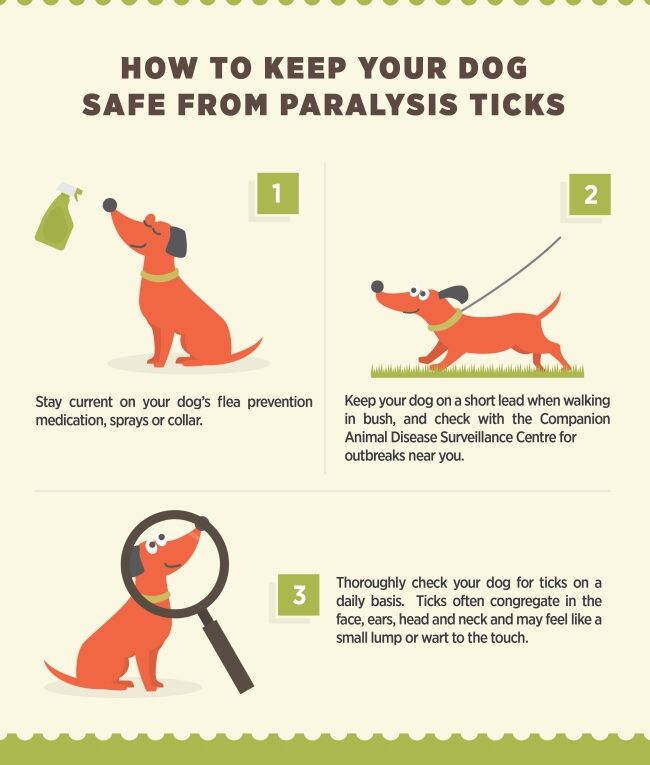 Keep Your Dog Safe from Paralysis Ticks