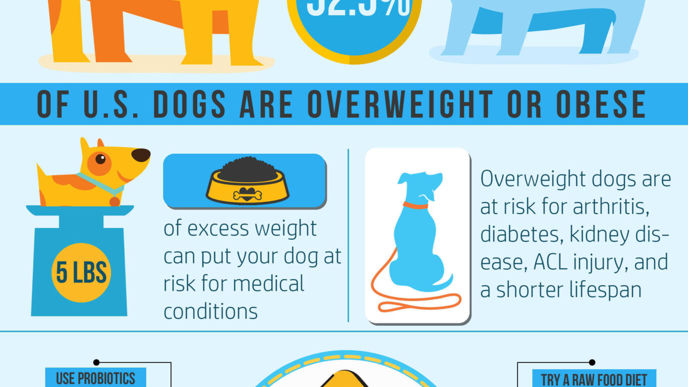 How To Help Fat Doggies