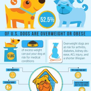 How To Help Fat Doggies