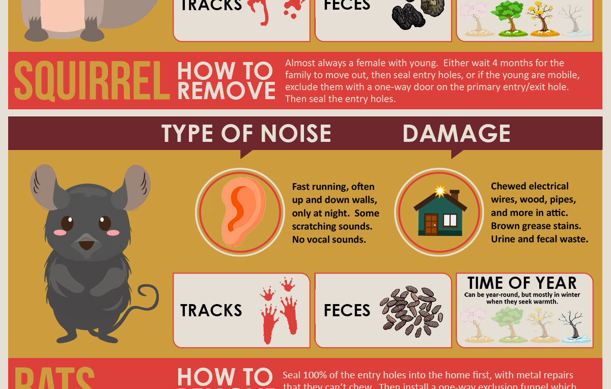 What Animal Is In My Attic?