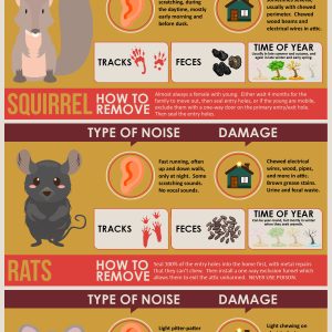 What Animal Is In My Attic?