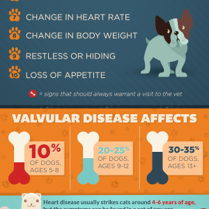 Keeping Your Pets Healthy
