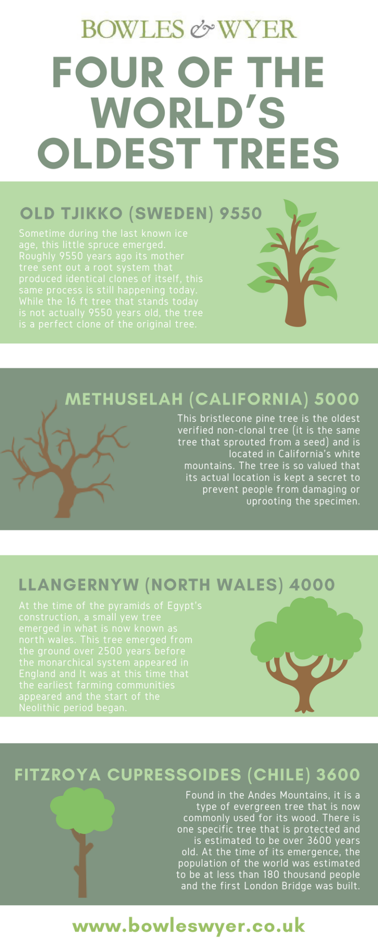 Four of the World’s Oldest Trees