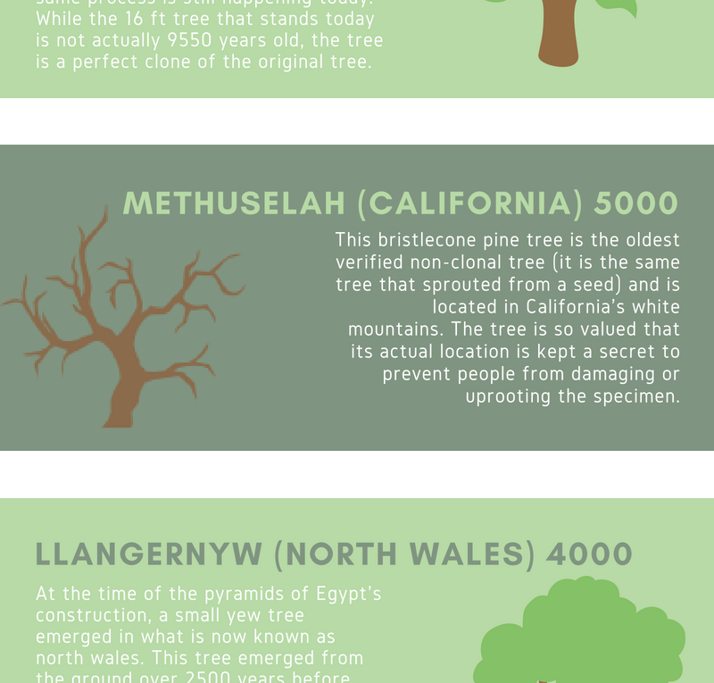 Four of the World’s Oldest Trees
