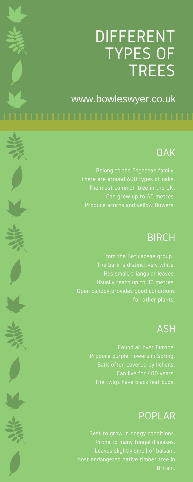 Different Types of Trees in the UK