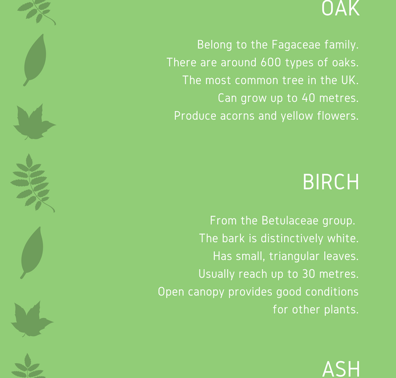 Different Types of Trees in the UK