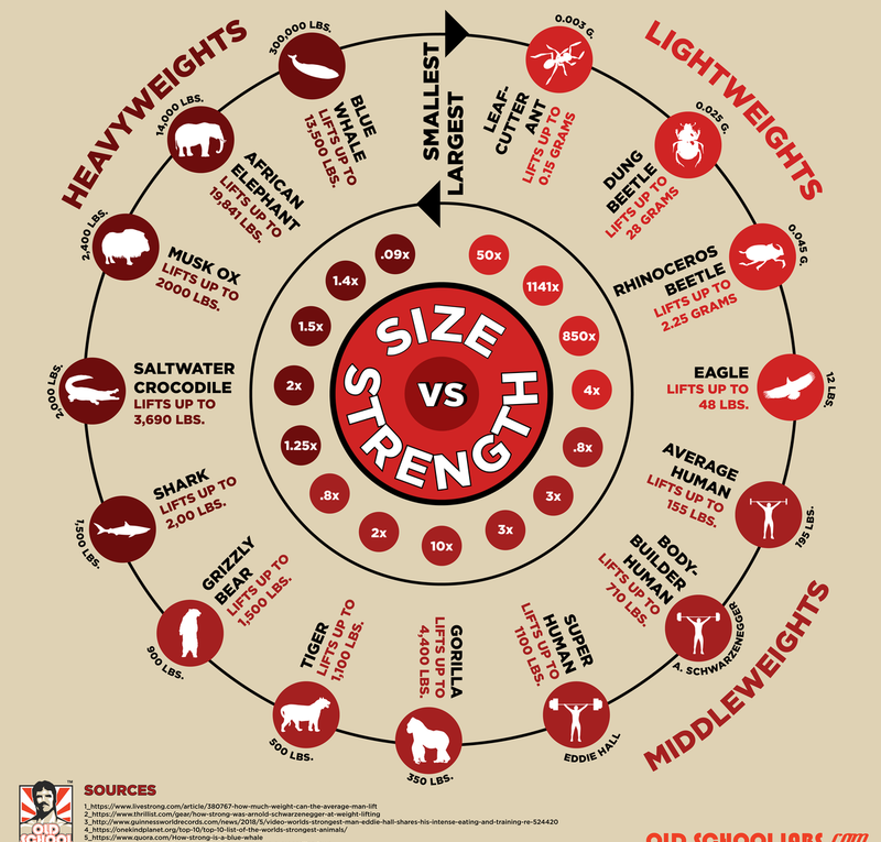 Size vs. Strength: Who is Strongest in the Animal Kingdom?
