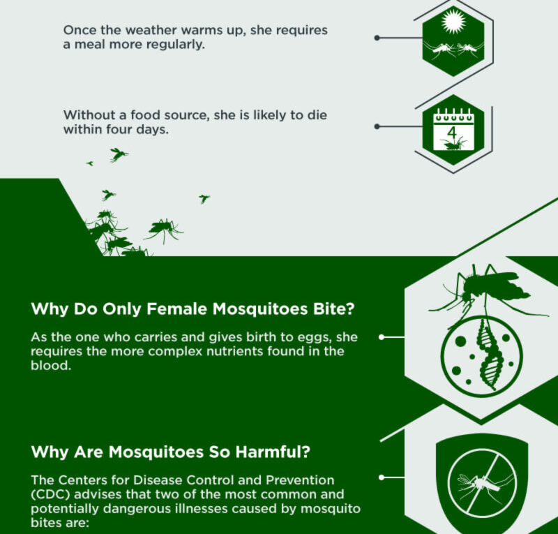 The Buzz of the Mosquito