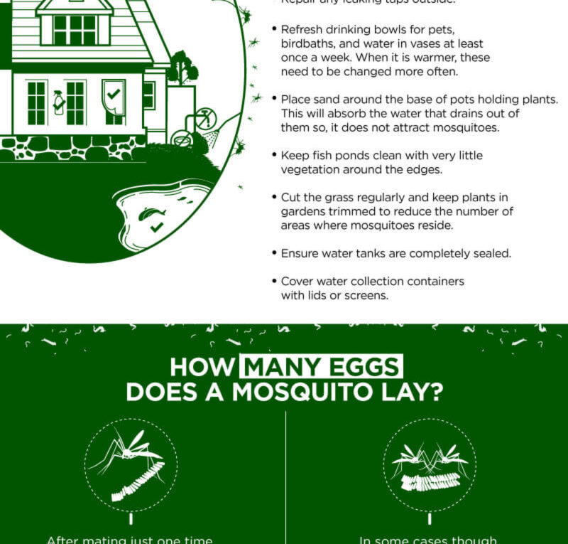 Answers to the Most Common Questions about Mosquitoes, the Blood Sucking Bug