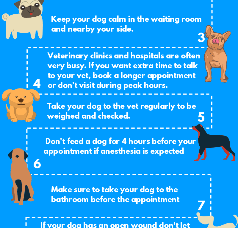 Top 10 Tips for Taking Your Dog to the Veterinarian