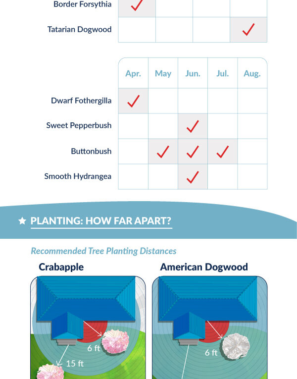 Where NOT to Plant Trees and Bushes in Your Yard