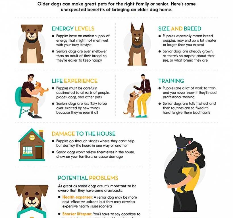 Why Adopt an Older Dog?