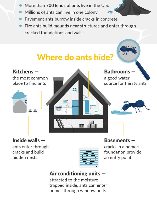 Ants in the House & Warning Signs