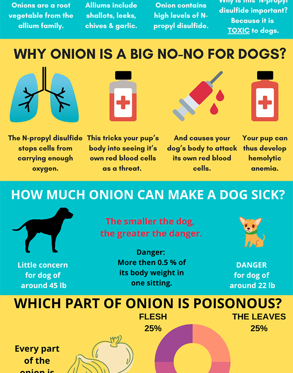 Are Onions Bad for Dogs?