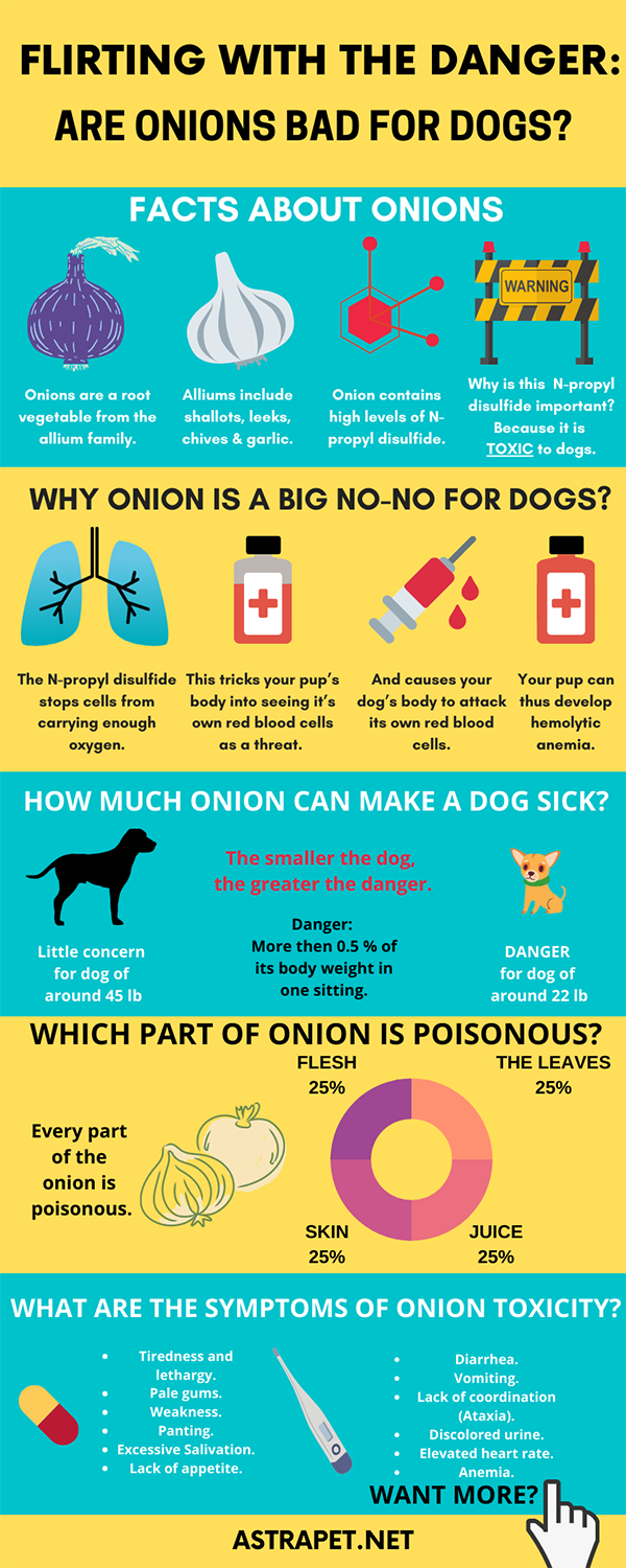 Are Onions Bad for Dogs?