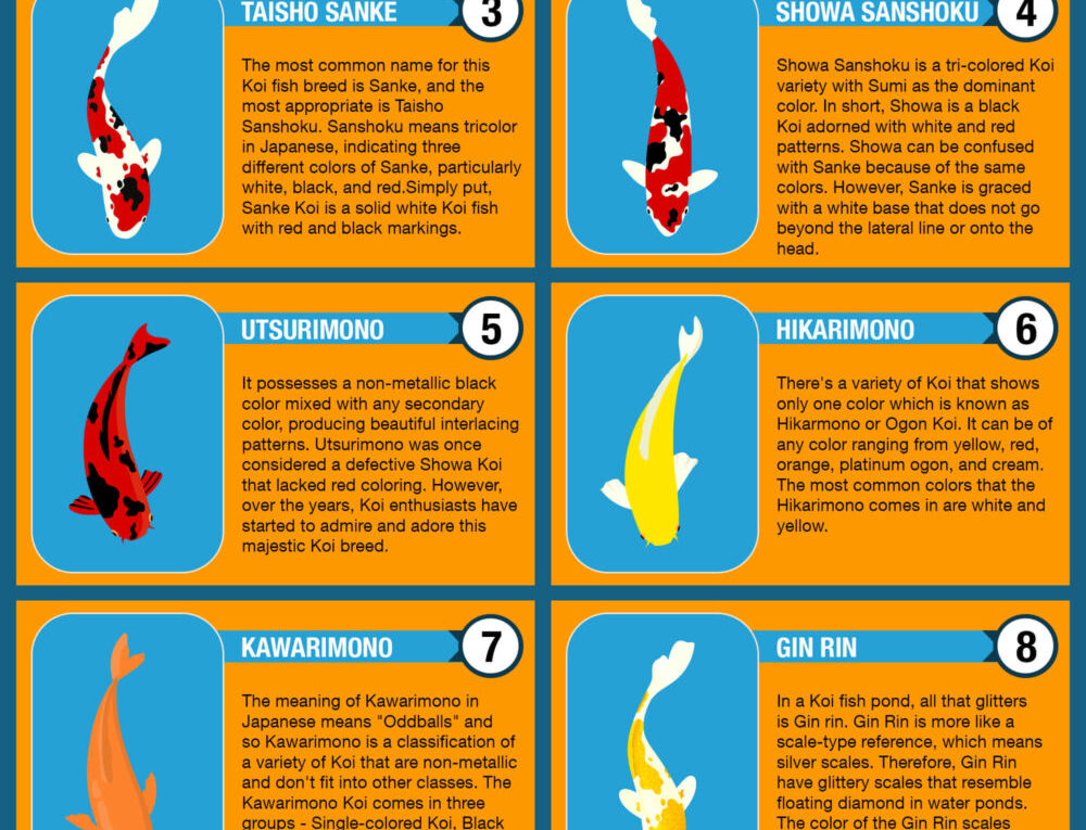 11 Most Popular Types Of Koi Fish