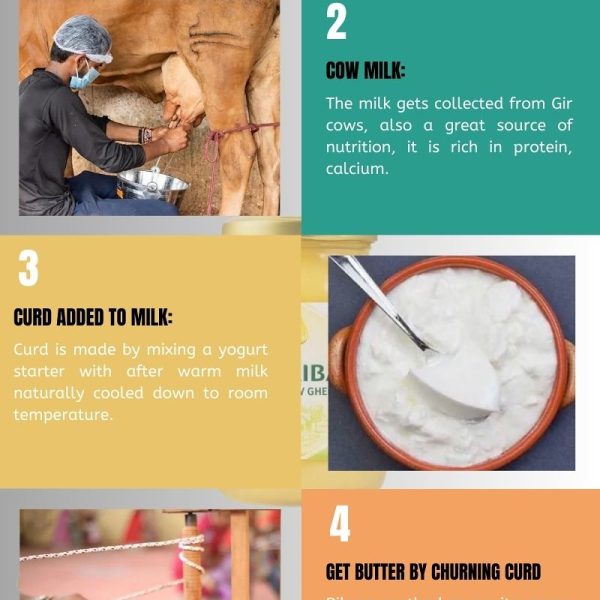 Process of Making Organic A2 Gir Cow Ghee