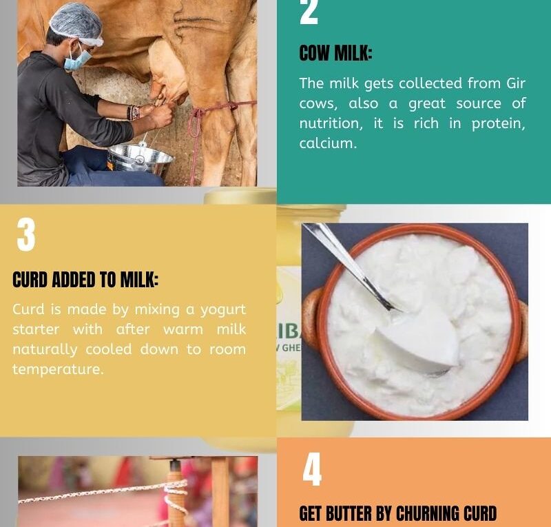 Process of Making Organic A2 Gir Cow Ghee