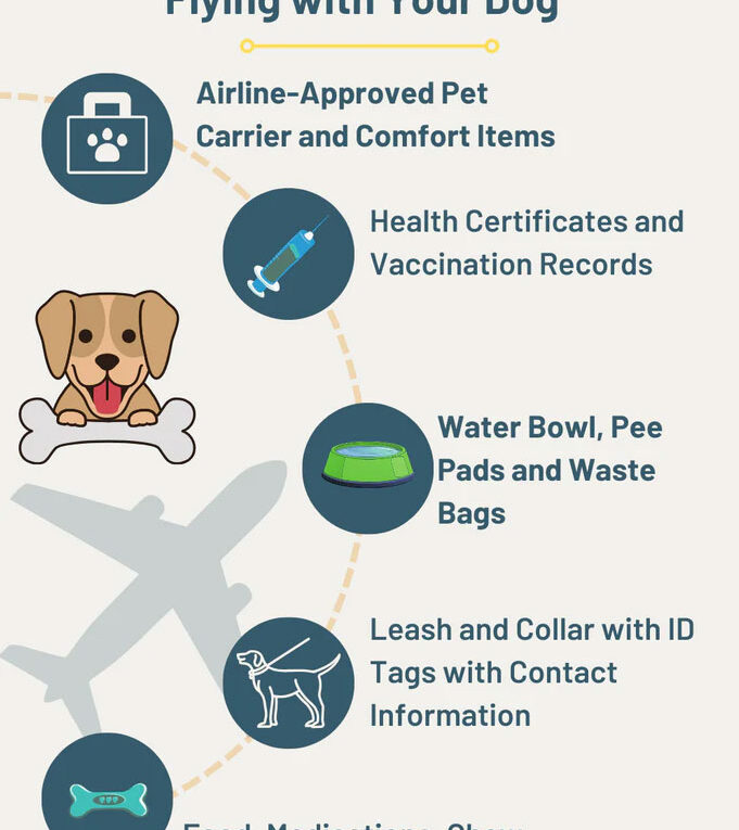 Essential Packing List for Flying with a Dog in-cabin